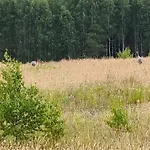 Letniskowe Przy Kasztanie * Wiele