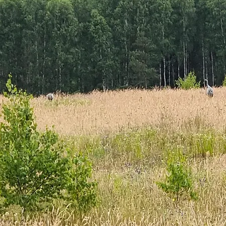 Letniskowe Przy Kasztanie * Wiele